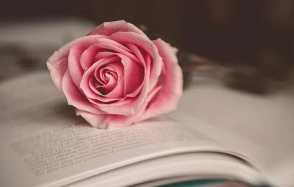 Картинка цветок, макро, розовый, роза, книга
