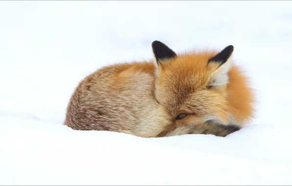 Картинка зима, животные, лиса, fox, animals, winter