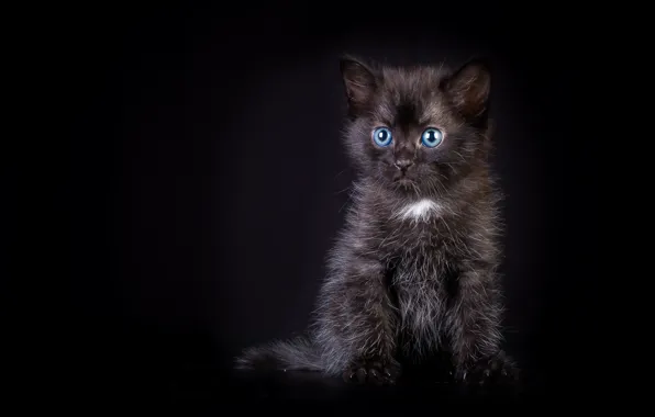 Картинка котенок, черный, малыш