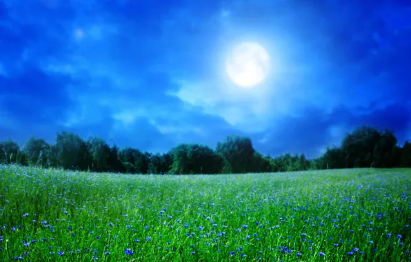 Картинка лето, небо, трава, деревья, пейзаж, ночь, природа, луна, цветочки