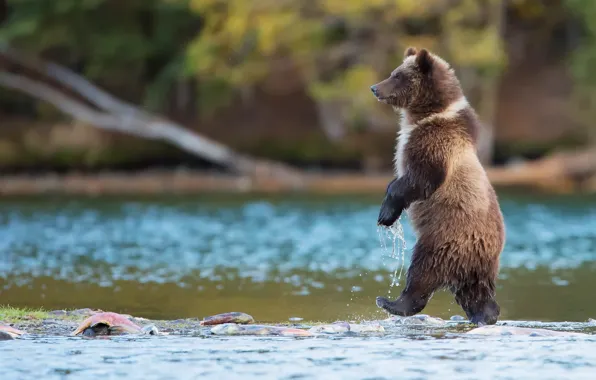 Картинка вода, природа, река, рыба, хищник, Канада, Медведь, идет, Гризли