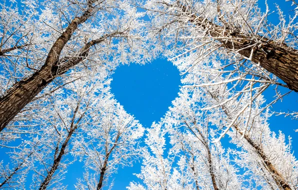 Картинка зима, небо, снег, деревья, ветки, природа, сердце, сердечко