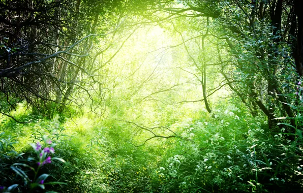 Картинка зелень, лес, трава, солнце, деревья, ветки, природа, кусты