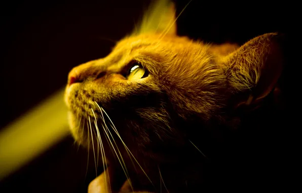 Картинка кошка, глаза, кот, усы, свет, фон, обои, тень, шерсть, рыжий