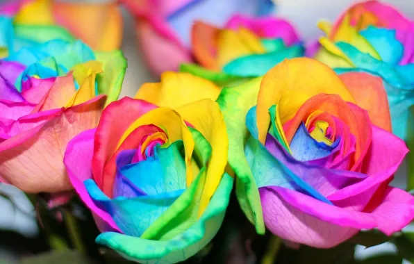 Картинка цветы, розы, радуга, colorful, rainbow, красочные, flowers, roses