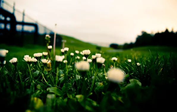 Картинка трава, газон, белые