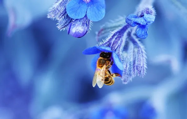 Картинка цветок, природа, пчела, лепестки, насекомое