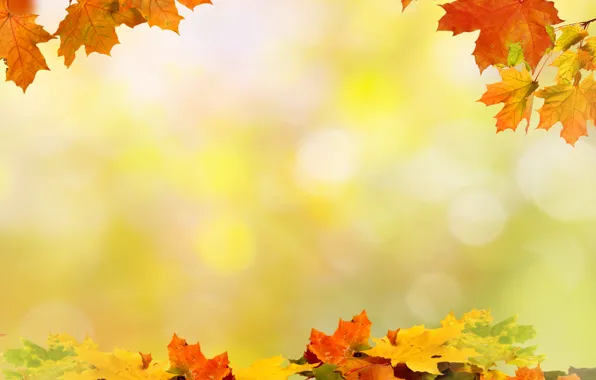 Картинка Осень, Листья, Доски, клён, Шаблон, Времена Года