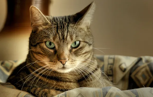 Картинка кошка, кот, взгляд, макро, корзина, лежит, полосатый, cat, зеленые глаза, macro