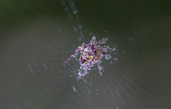 Картинка spider, wet, drops, web