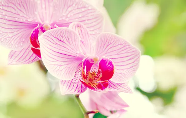 Картинка цветок, макро, орхидея, orchid, фаленопсис, phalaenopsis