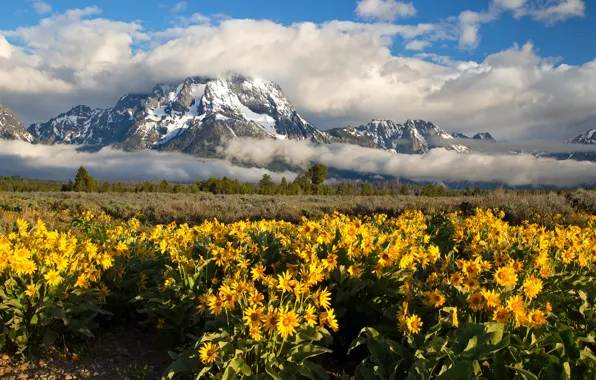 Картинка облака, цветы, горы, луг, Вайоминг, Wyoming, Гранд-Титон, Grand Teton National Park, Скалистые горы, Гора Моран