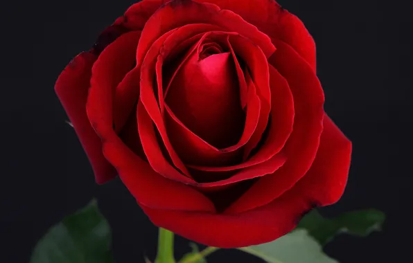 Картинка роза, red, rose, black, flower