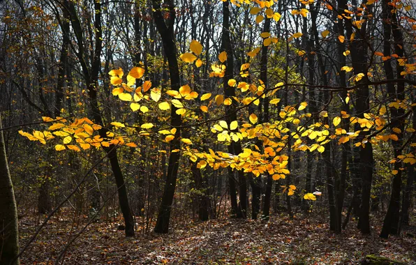 Картинка деревья, Осень, Лес, Листья, Fall, Листва, Autumn, Forest, Leaves
