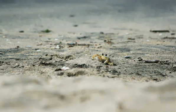 Картинка песок, животные, пляж, краб