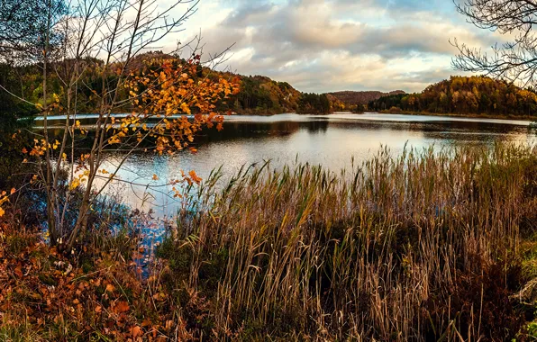 Картинка осень, трава, деревья, пруд, болото, сухая