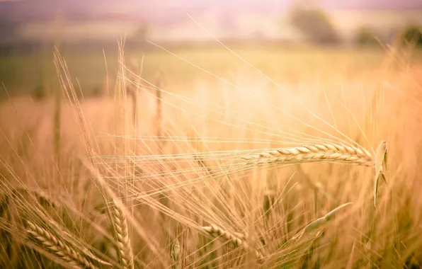 Картинка пшеница, поле, макро, природа, фон, widescreen, обои, рожь, колоски, wallpaper, колосья, field, nature, широкоформатные, background, …