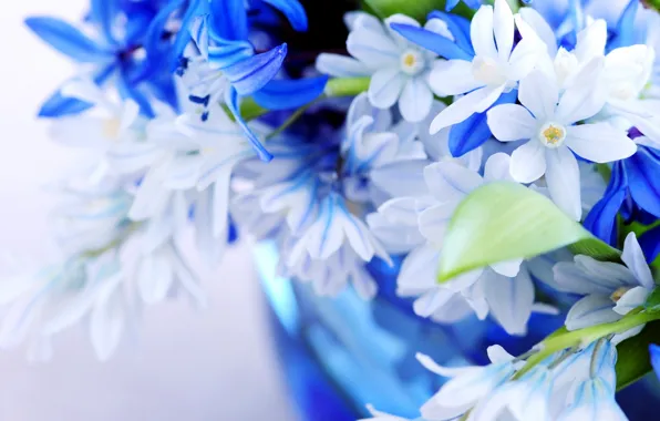 Картинка цветы, синий, голубой, цвет, букет, лепестки, листки, нежно, blue, flowers