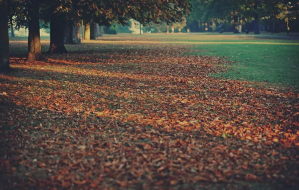 Картинка осень, деревья, природа, ковер, листва