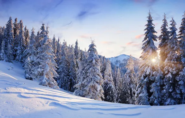 Картинка зима, небо, солнце, снег, деревья, пейзаж, горы, природа, елки, ели