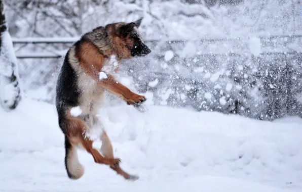 Картинка зима, снег, собака, розстрел