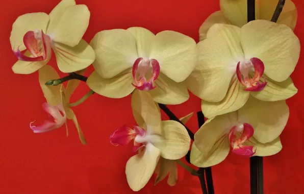 Картинка экзотика, орхидея, Фаленопсис