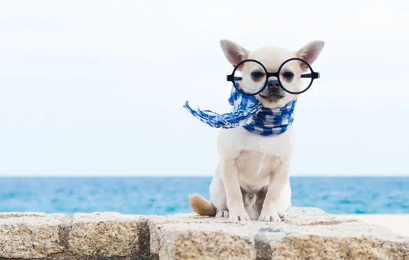 Картинка собака, шарф, очки, чихуахуа, пёсик, собачонка