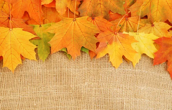 Картинка осень, листья, яркие краски, увядание