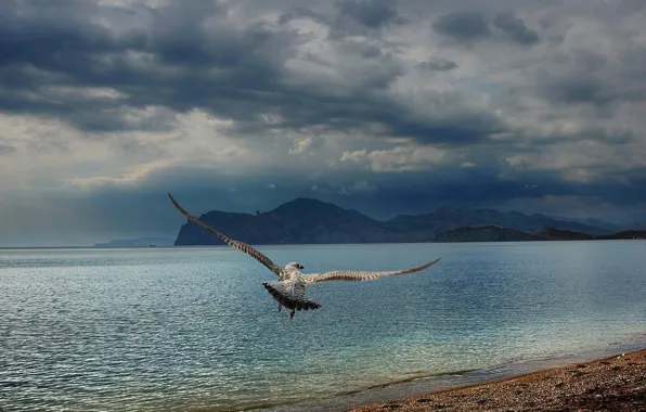 Картинка море, пляж, горы, чайка, Черное, Крым