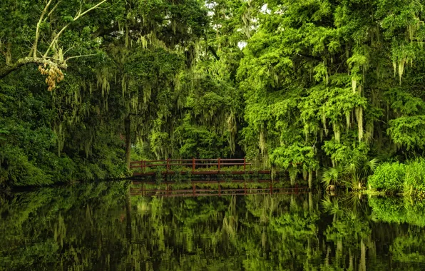 Картинка вода, деревья, мост, отражение, Южная Каролина, Charleston, South Carolina, Magnolia Gardens, Чарлстон, Сады магнолий