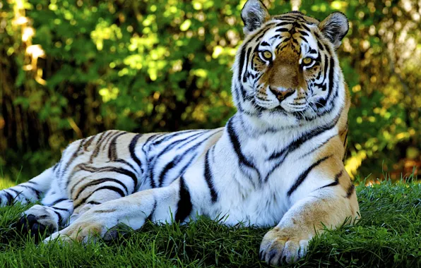 Картинка кошка, трава, природа, тигр, хищник, grass, nature, tiger, cat, 1920x1200, predator, боке, bokeh
