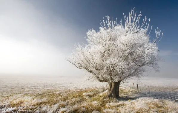 Картинка зима, небо, пейзаж, природа, дерево, забор