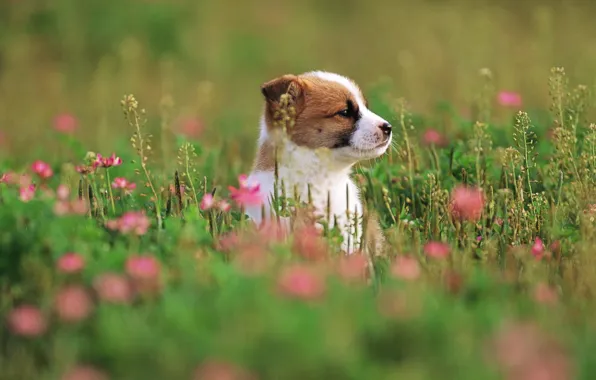 Картинка трава, цветы, собака, щенок, grass, puppy, dog, 1920x1200, flowers