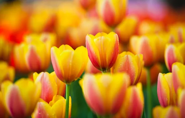 Картинка макро, цветы, желтые, тюльпаны, yellow, flowers, macro, tulips