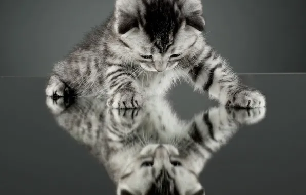 Картинка кошка, кот, отражение, котенок, фон, обои, зеркало, wallpaper, широкоформатные, cat, background, полноэкранные, HD wallpapers, широкоэкранные