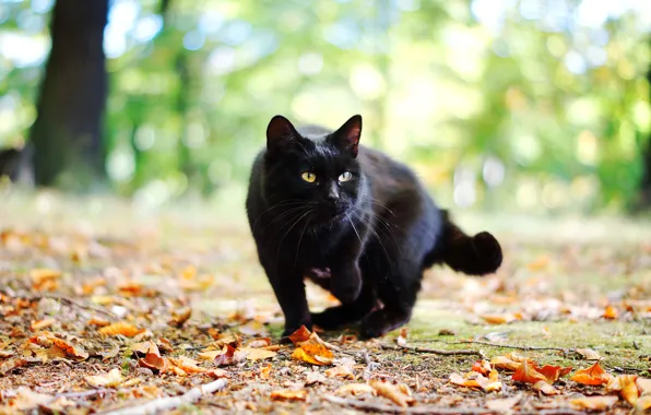 Картинка осень, кошка, кот, листья, черный