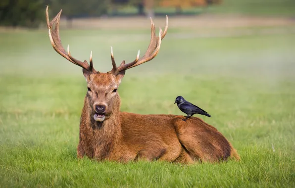 Картинка grass, field, crow, park, friends, deer, wildlife, antlers, red deer