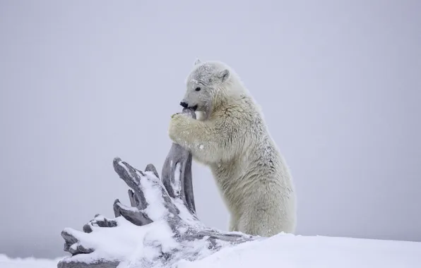 Картинка зима, снег, медведь, Аляска, медвежонок, коряга, детёныш, белый медведь