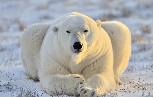 Картинка морда, хищник, белый медведь, полярный