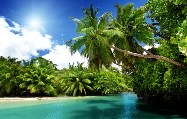 Картинка море, солнце, тропики, пальмы, океан, summer, beach, sea, ocean, blue, paradise, vacation, palms, tropical, emerald