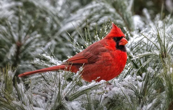 Картинка красный, птица, кардинал