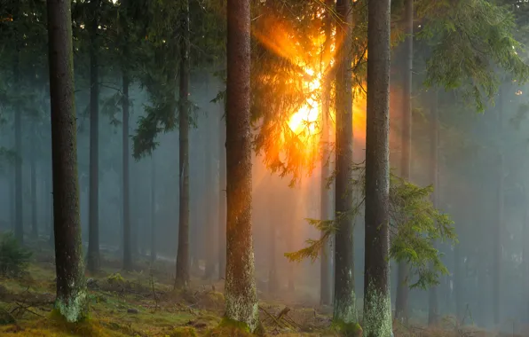 Картинка лес, солнце, лучи, деревья, природа, туман, Германия, хвойные