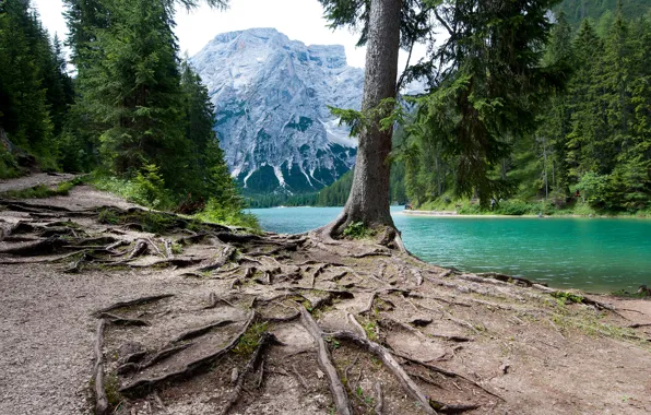 Картинка лес, деревья, горы, корни, озеро, Италия