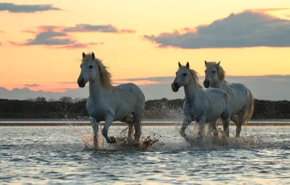 Картинка утро, скачут, Белые кони, по реке