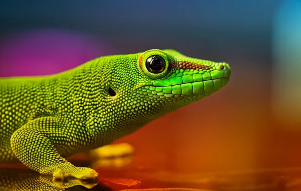 Картинка Ящерица, зелёная, рептилия, радужные цвета