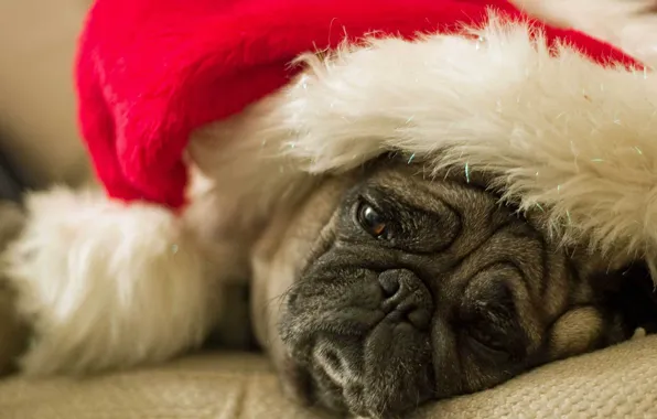 Картинка Собака, мопс, грустный, шапка санты, ждет праздника