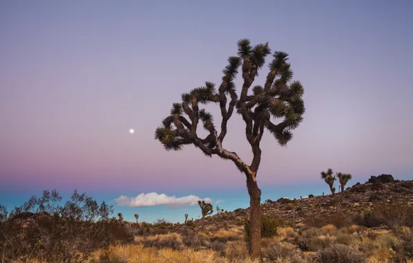 Картинка небо, деревья, луна, голубое, облако, Калифорния, USA, США, California, сиреневое, Национальный Парк, Joshua Tree National …