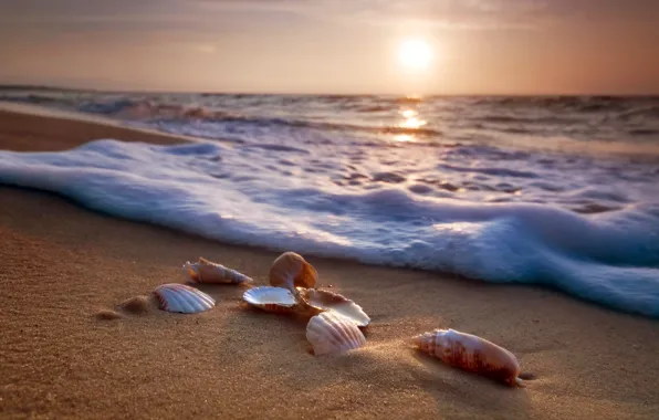 Картинка песок, море, пляж, берег, ракушки, summer, beach, sea, blue, sand, shore, paradise, starfish, seashells