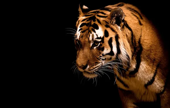 Картинка полоски, тигр, хищник, зверь, дикие кошки