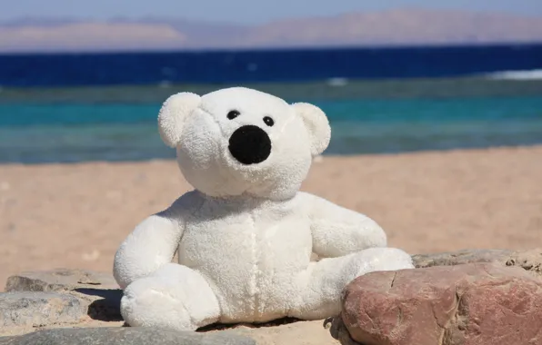 Картинка море, лето, радость, настроение, берег, игрушка, медведь